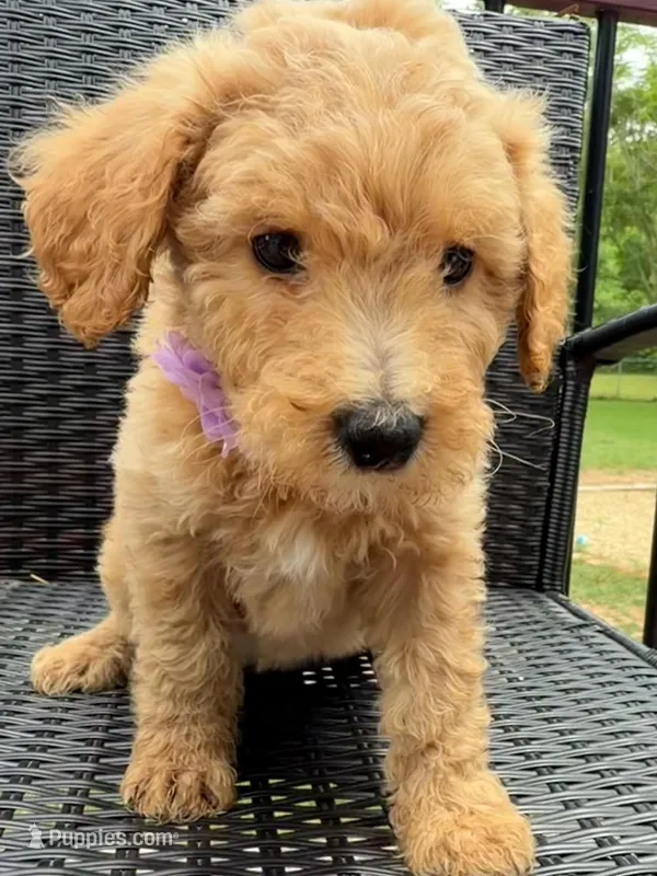 Light purple collar girl  – Double Doodle puppy for sale in Clarks Hill, SC