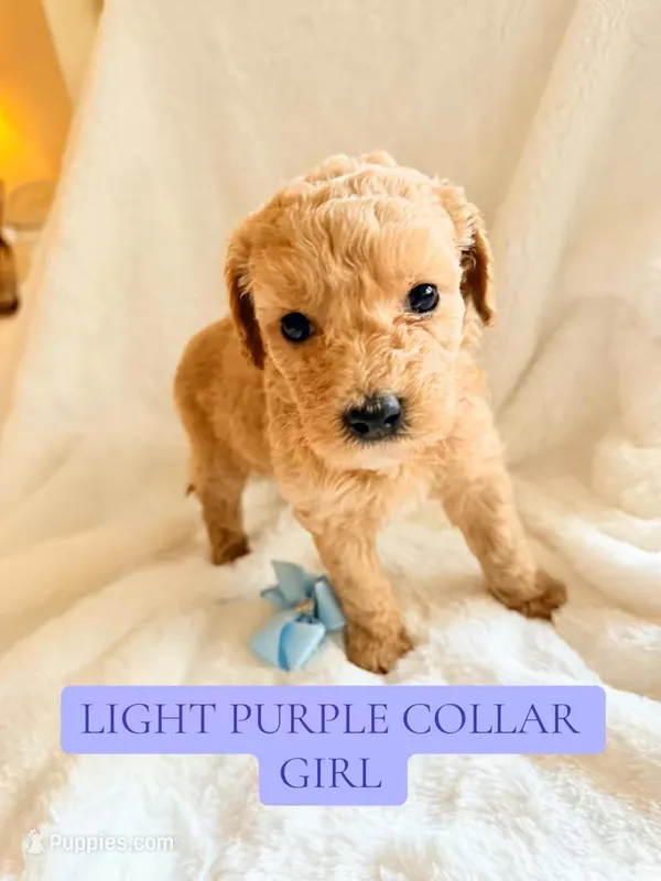 Light purple collar girl  – Double Doodle puppy for sale in Clarks Hill, SC