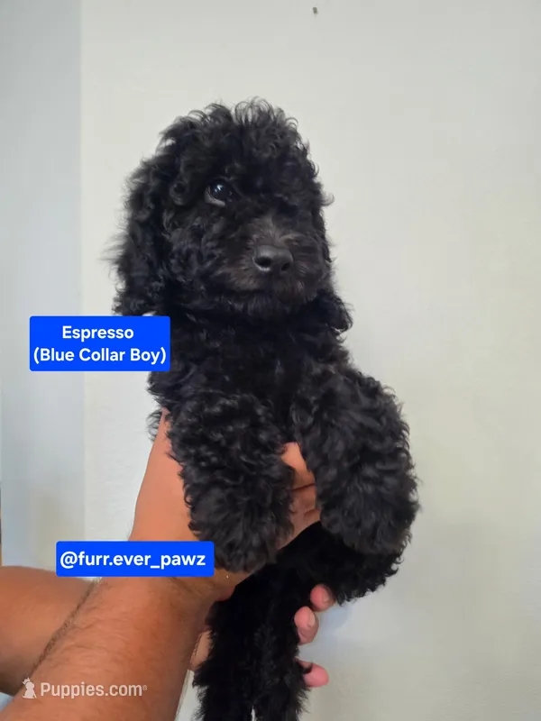 Expresso – Poodle - Miniature , Australian Labradoodle puppy for sale in El Centro, CA