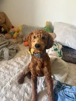 Natto, a male Goldendoodle for sale in El Centro, CA – 3 of 10