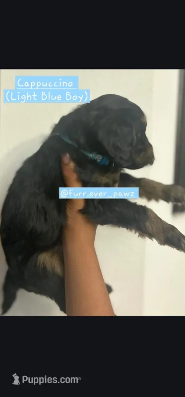 Cappuccino  – Australian Labradoodle puppy for sale in El Centro, CA