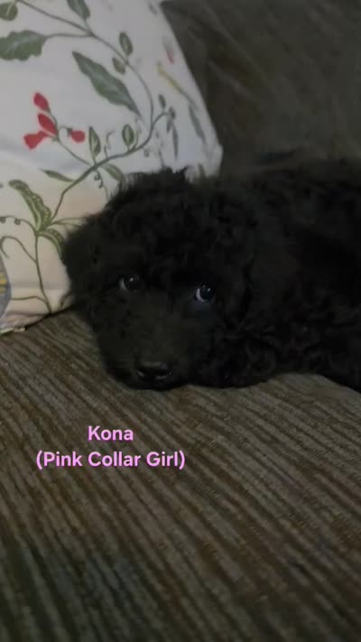 Kona, a female Poodle - Miniature  and Australian Labradoodle for sale in El Centro, CA – 7 of 7