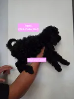 Kona, a female Poodle - Miniature  and Australian Labradoodle for sale in El Centro, CA – 4 of 7