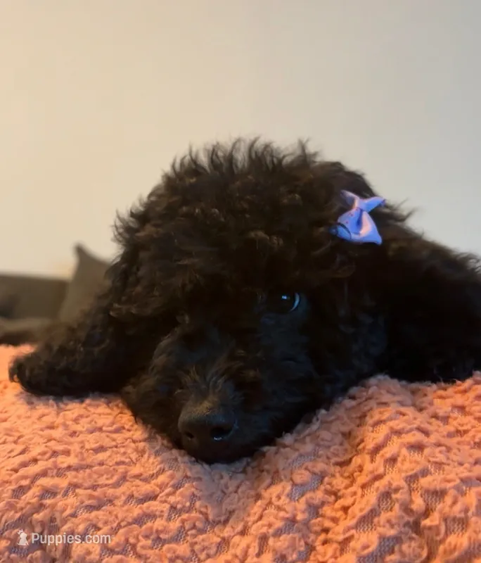 Kona – Poodle - Miniature , Australian Labradoodle puppy for sale in El Centro, CA