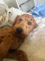 Natto, a male Goldendoodle for sale in El Centro, CA – 4 of 10