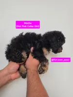 Mocha, a female Poodle - Miniature  and Australian Labradoodle for sale in El Centro, CA – 8 of 10