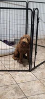 Natto, a male Goldendoodle for sale in El Centro, CA – 8 of 10