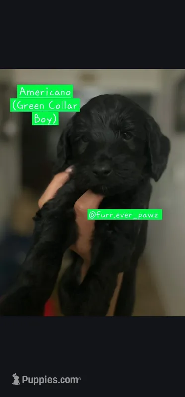 Americano – Australian Labradoodle puppy for sale in El Centro, CA