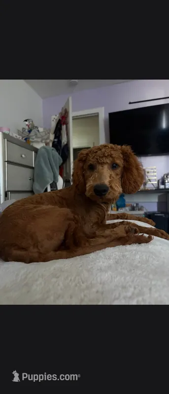 Natto – Goldendoodle puppy for sale in El Centro, CA