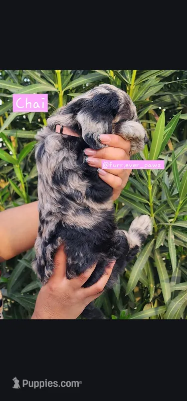 Chai – Australian Labradoodle puppy on hold in El Centro, CA