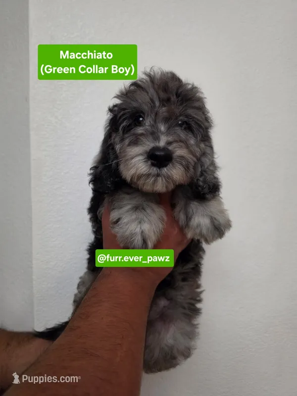 Macchiato – Poodle - Miniature , Australian Labradoodle puppy for sale in El Centro, CA