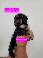 Mocha, a female Poodle - Miniature  and Australian Labradoodle for sale in El Centro, CA – 7 of 10