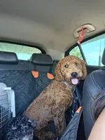 Natto, a male Goldendoodle for sale in El Centro, CA – 7 of 10