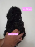 Kona, a female Poodle - Miniature  and Australian Labradoodle for sale in El Centro, CA – 3 of 7