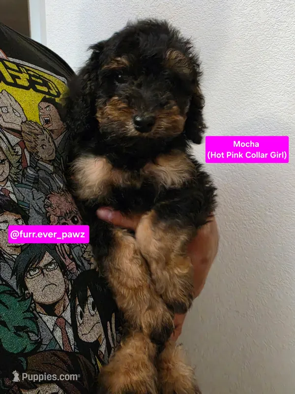 Mocha – Poodle - Miniature , Australian Labradoodle puppy for sale in El Centro, CA