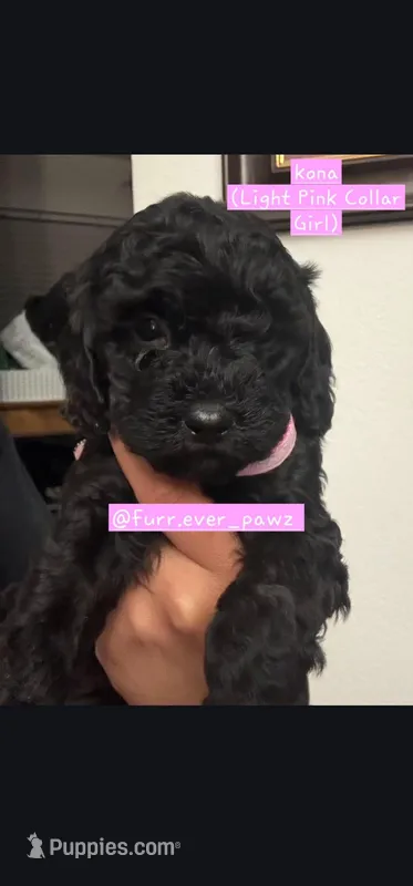 Kona – Australian Labradoodle puppy for sale in El Centro, CA