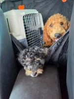 Mocha, a female Poodle - Miniature  and Australian Labradoodle for sale in El Centro, CA – 4 of 10