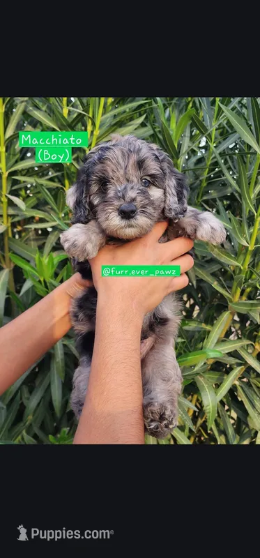 Macchiato – Australian Labradoodle puppy for sale in El Centro, CA