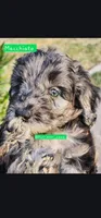 Macchiato, a male Australian Labradoodle for sale in El Centro, CA – Photo 5 of 5