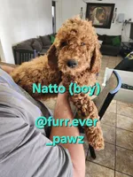 Natto/ $1000 Or Best Offer, a male Goldendoodle for sale in El Centro, CA – Photo 5 of 10