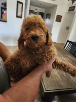 Natto/ $1000 Or Best Offer, a male Goldendoodle for sale in El Centro, CA – Photo 4 of 10