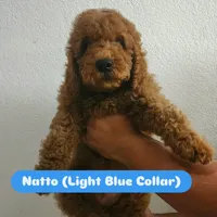 Natto/ $1000 Or Best Offer, a male Goldendoodle for sale in El Centro, CA – Photo 6 of 10