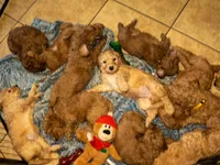 Natto, a male Goldendoodle for sale in El Centro, CA – Photo 3 of 4