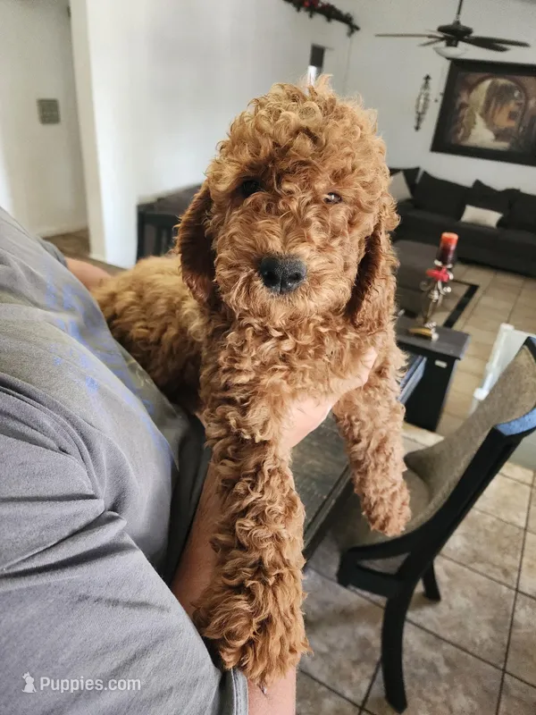 Natto – Goldendoodle puppy for sale in El Centro, CA