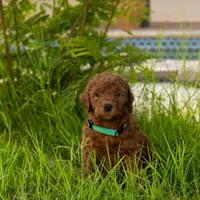 Natto/ $1000 Or Best Offer, a male Goldendoodle for sale in El Centro, CA – Photo 7 of 10