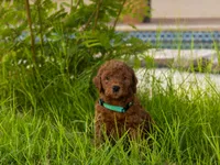 Natto, a male Goldendoodle for sale in El Centro, CA – Photo 1 of 4