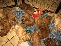 Natto, a male Goldendoodle for sale in El Centro, CA – Photo 2 of 4