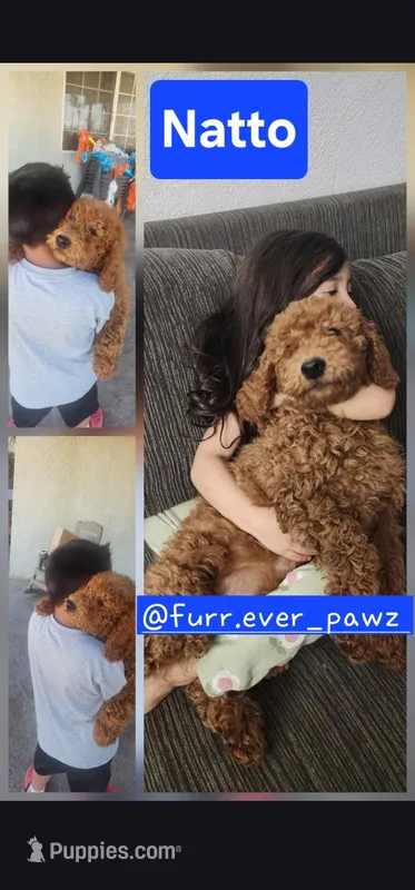 Natto/ $1000 Or Best Offer – Goldendoodle puppy for sale in El Centro, CA