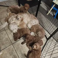 Natto/ $1000 Or Best Offer, a male Goldendoodle for sale in El Centro, CA – Photo 8 of 10