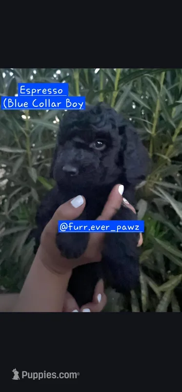 Expresso – Australian Labradoodle puppy for sale in El Centro, CA