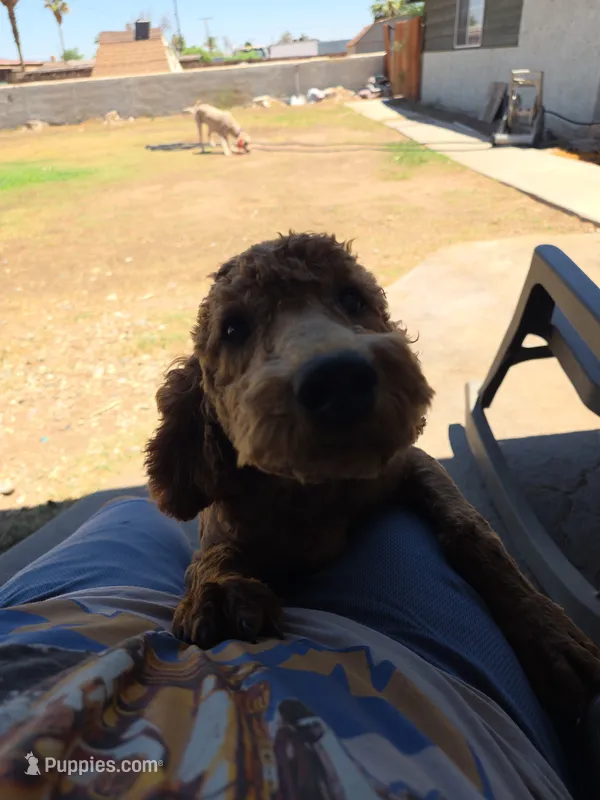 Natto – Goldendoodle puppy for sale in El Centro, CA