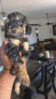 Mocha, a female Poodle - Miniature  and Australian Labradoodle for sale in El Centro, CA – 9 of 10