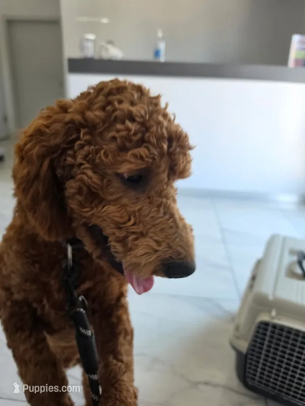 Natto – Goldendoodle puppy for sale in El Centro, CA