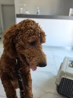 Natto, a male Goldendoodle for sale in El Centro, CA – 6 of 10