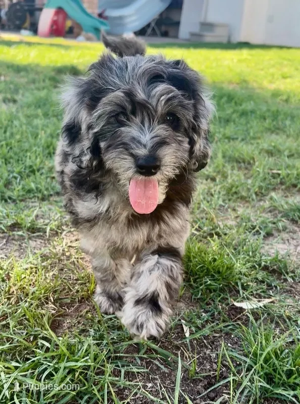Affogato – Poodle - Miniature , Australian Labradoodle puppy for sale in El Centro, CA