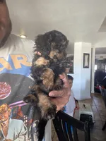 Mocha, a female Poodle - Miniature  and Australian Labradoodle for sale in El Centro, CA – 2 of 10