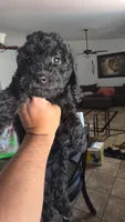 Kona, a female Poodle - Miniature  and Australian Labradoodle for sale in El Centro, CA – 2 of 7