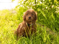 Miso, a male Goldendoodle for sale in El Centro, CA – Photo 1 of 4