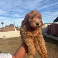 Sriracha/  $1000 Or Best Offer, a female Goldendoodle for sale in El Centro, CA – Photo 3 of 8