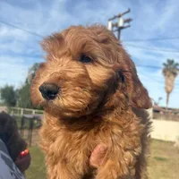 Sriracha/  $1000 Or Best Offer, a female Goldendoodle for sale in El Centro, CA – Photo 5 of 8