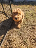 Sriracha/  $1000 Or Best Offer, a female Goldendoodle for sale in El Centro, CA – Photo 2 of 8