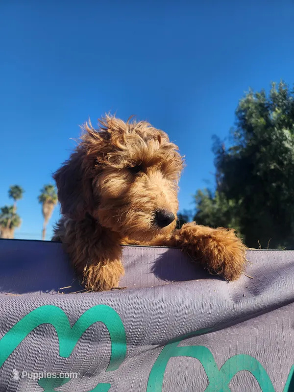 Sriracha – Goldendoodle puppy for sale in El Centro, CA