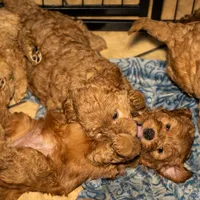 Sriracha/  $1000 Or Best Offer, a female Goldendoodle for sale in El Centro, CA – Photo 8 of 8