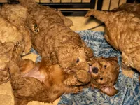 Sriracha, a female Goldendoodle for sale in El Centro, CA – Photo 3 of 3