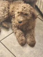 Sriracha/  $1000 Or Best Offer, a female Goldendoodle for sale in El Centro, CA – Photo 4 of 8