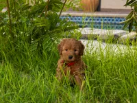 Sriracha, a female Goldendoodle for sale in El Centro, CA – Photo 1 of 3